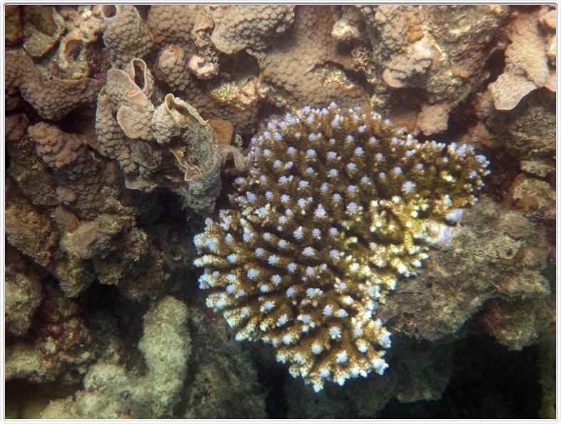 Au large de Cairns (Queensland). L'Ile de Michaelmas Cay.