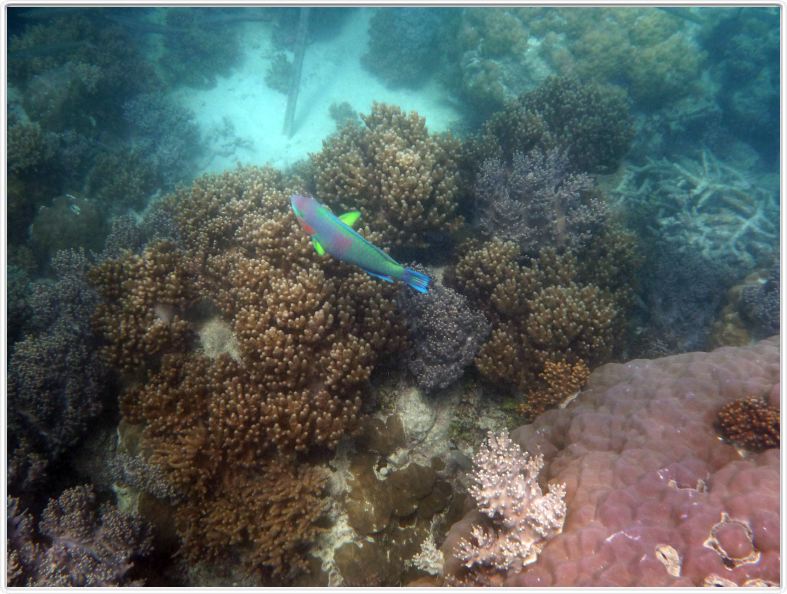 Au large de Cairns (Queensland). L'Ile de Michaelmas Cay.