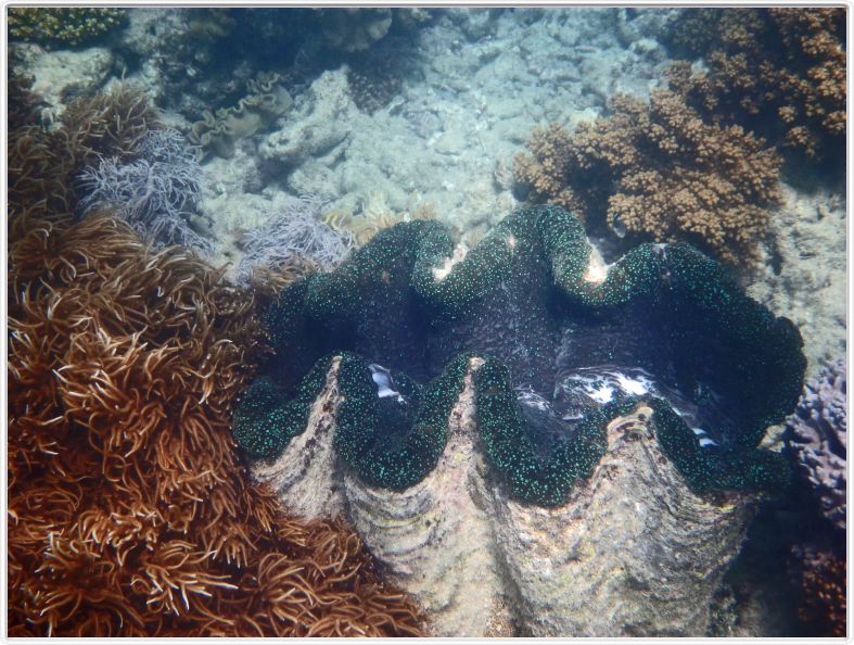 Au large de Cairns (Queensland). L'Ile de Michaelmas Cay.