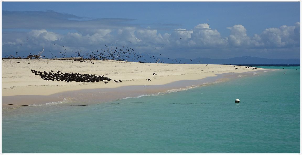 Au large de Cairns (Queensland). L'Ile de Michaelmas Cay.