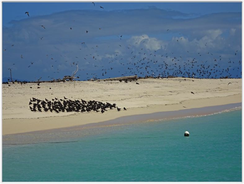 Au large de Cairns (Queensland). L'Ile de Michaelmas Cay.