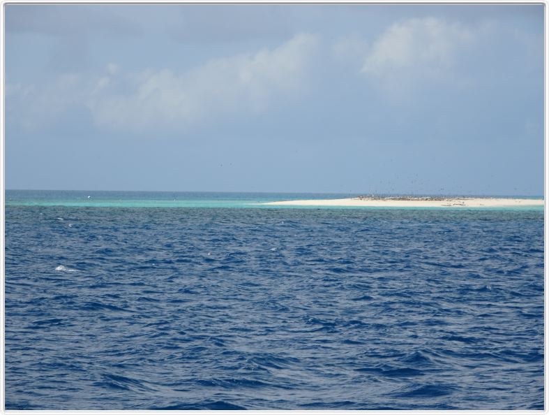 Au large de Cairns (Queensland). L'Ile de Michaelmas Cay.