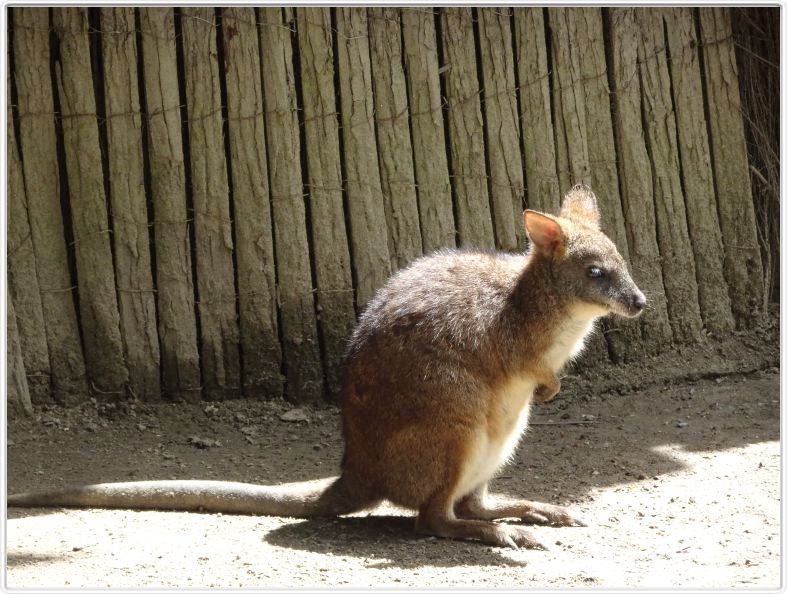 Kuranda.