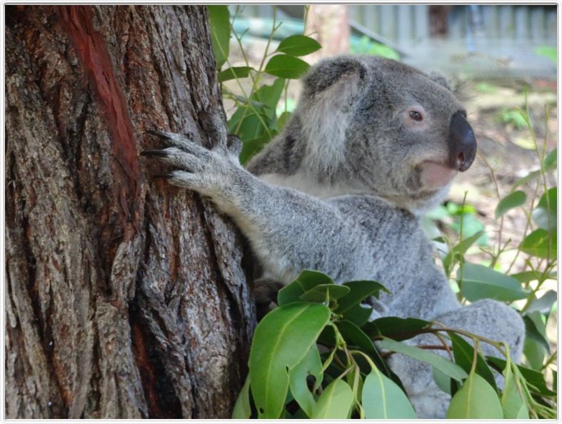Kuranda.
