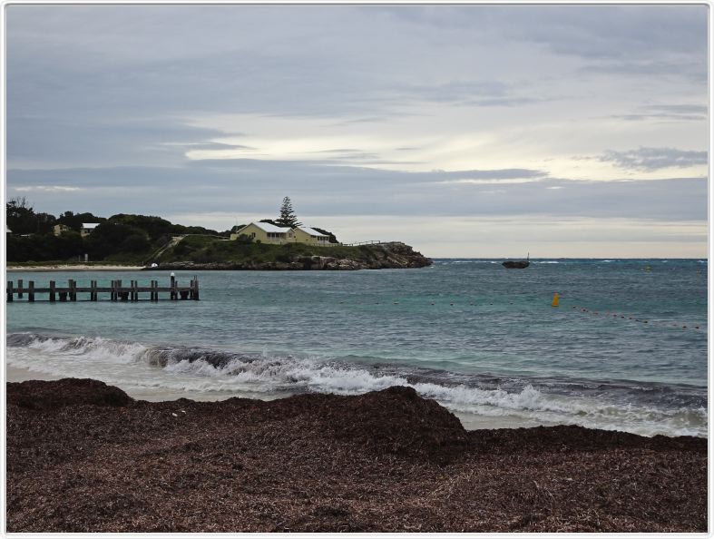 Sur l'Ile de Rottnest (Ce nom signifie Nid des rats).
