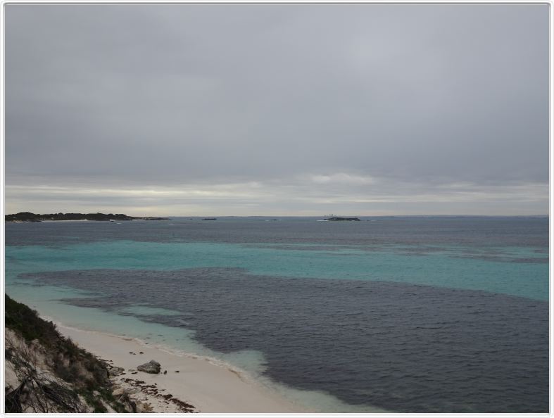 Sur l'Ile de Rottnest (Ce nom signifie Nid des rats).