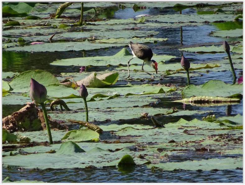 Parc National de Kakadu