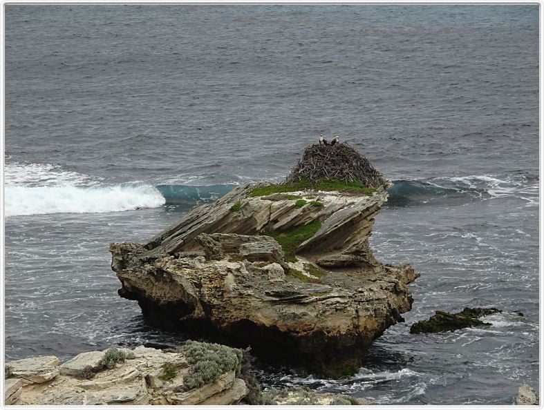 Sur l'Ile de Rottnest (Ce nom signifie Nid des rats).