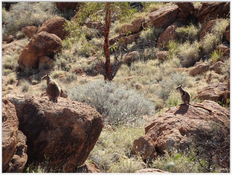 Environs d'Alice Springs