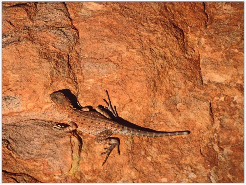 Watarrka National Park