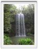 Millaa Millaa  près de Cairns (Queensland).