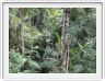 Le Parc national de Wooroonooran et sa forêt tropicale.