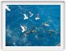 Au large de Cairns (Queensland). L'Ile de Michaelmas Cay.