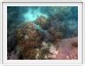 Au large de Cairns (Queensland). L'Ile de Michaelmas Cay.