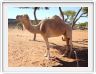 Près de Hugh (au bord de l'A87 qui relie Darwin à Port Augusta en passant par Alice Springs).