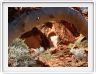Watarrka National Park (Kings Canyon ).