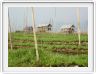 Sur le Lac Inle