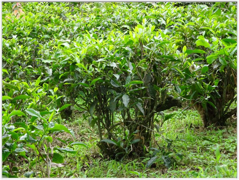 Plantation de thé près de Girimulyo.