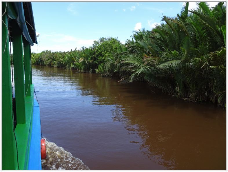Nous remontons la rivière Kumai (Borneo)