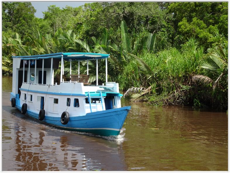 Nous remontons la rivière Kumai (Borneo)