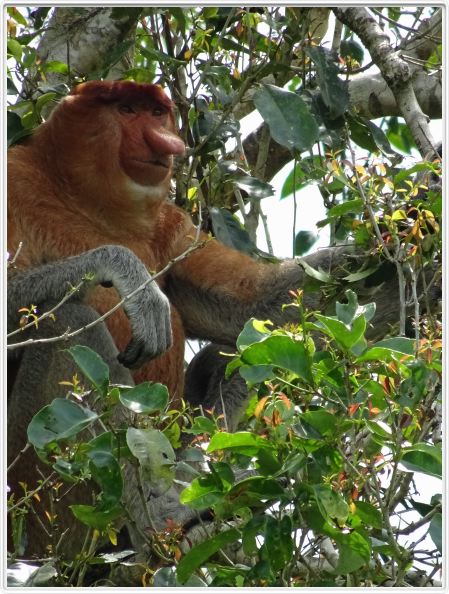Nous remontons la rivière Kumai (Borneo)