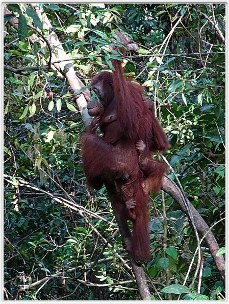 Nous repartons en excursion à la découverte des singes de Borneo.