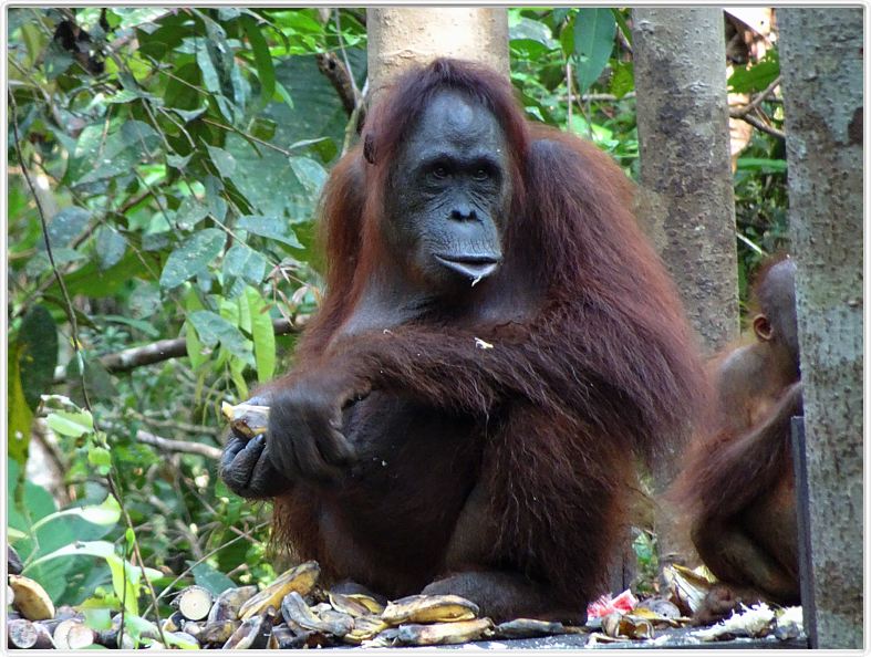 Nous repartons en excursion à la découverte des singes de Borneo.