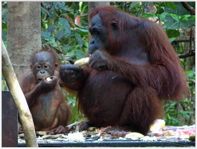 Nous repartons en excursion à la découverte des singes de Borneo.