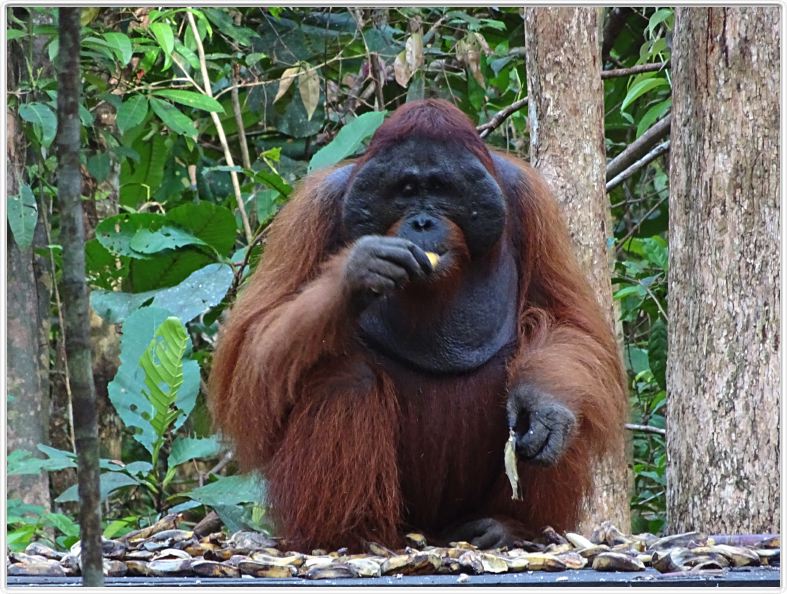 Nous repartons en excursion à la découverte des singes de Borneo.