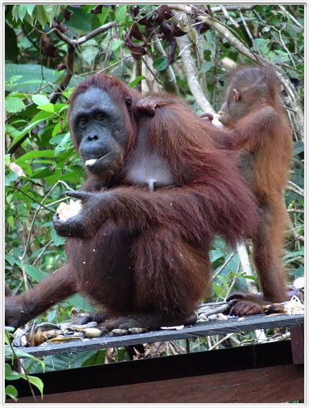 Nous repartons en excursion à la découverte des singes de Borneo.
