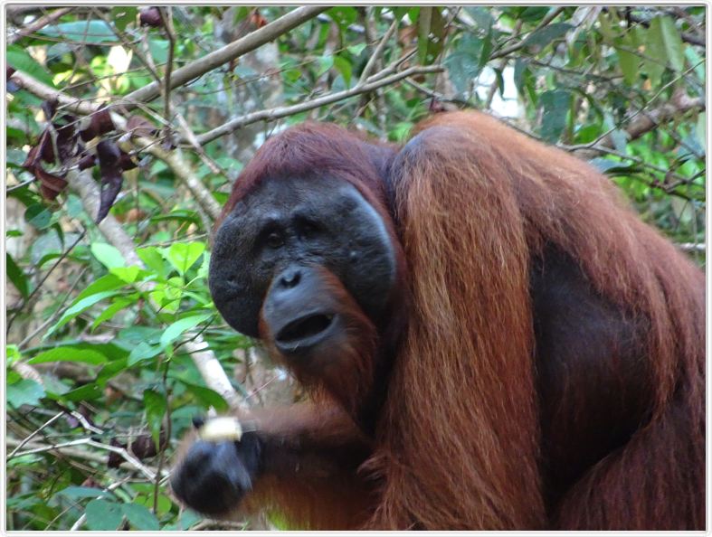 Nous repartons en excursion à la découverte des singes de Borneo.