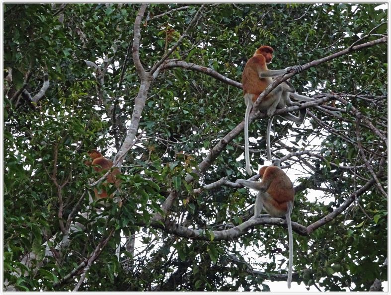 Nous repartons en excursion à la découverte des singes de Borneo.