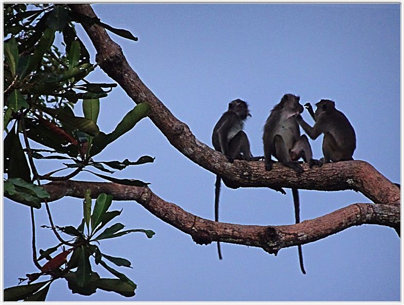 Nous repartons en excursion à la découverte des singes de Borneo.