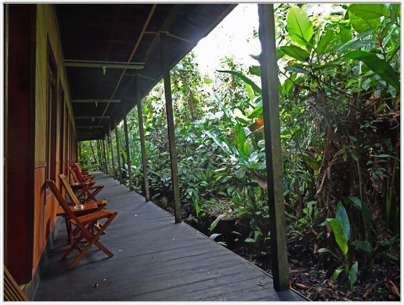 Rimba EcoLodge