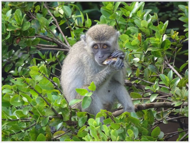 Nous repartons en excursion à la découverte des singes de Borneo.