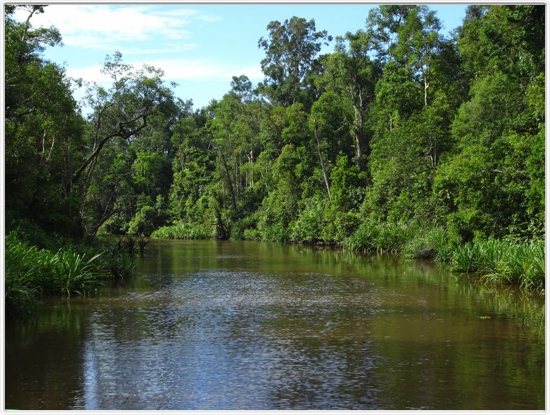 Nous repartons en excursion à la découverte des singes de Borneo.
