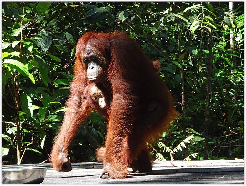 Pondok -Tangguy. Centre de réhabilitation des orangs-outangs.