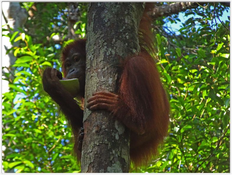 Pondok -Tangguy. Centre de réhabilitation des orangs-outangs.