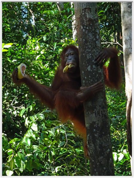 Pondok -Tangguy. Centre de réhabilitation des orangs-outangs.