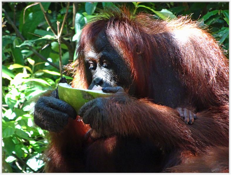 Pondok -Tangguy. Centre de réhabilitation des orangs-outangs.