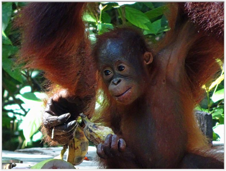 Pondok -Tangguy. Centre de réhabilitation des orangs-outangs.