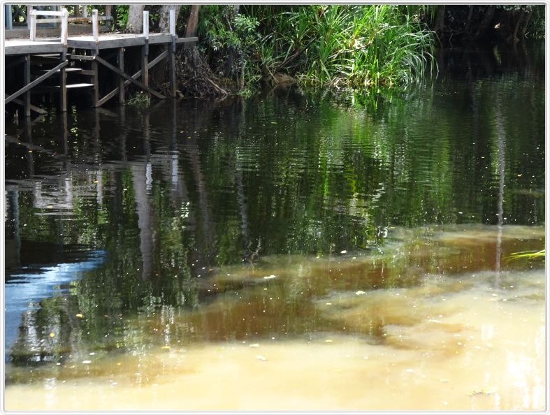 Notre excursion continue sur la Sekonyer River aux eaux qui passent du brun au 
