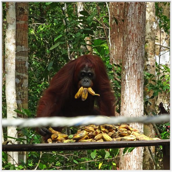 Camp Leakey.