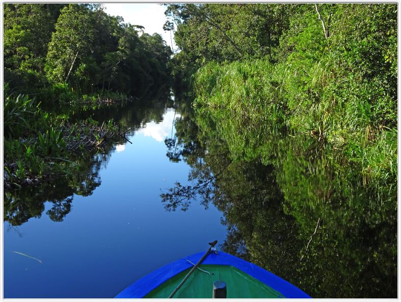 Sur le retour au Rimba EcoLodge.