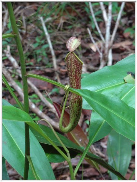 Plante carnivore.