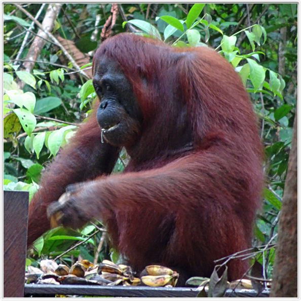 A la rencontre de singes.