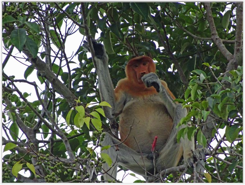 A la rencontre de singes.