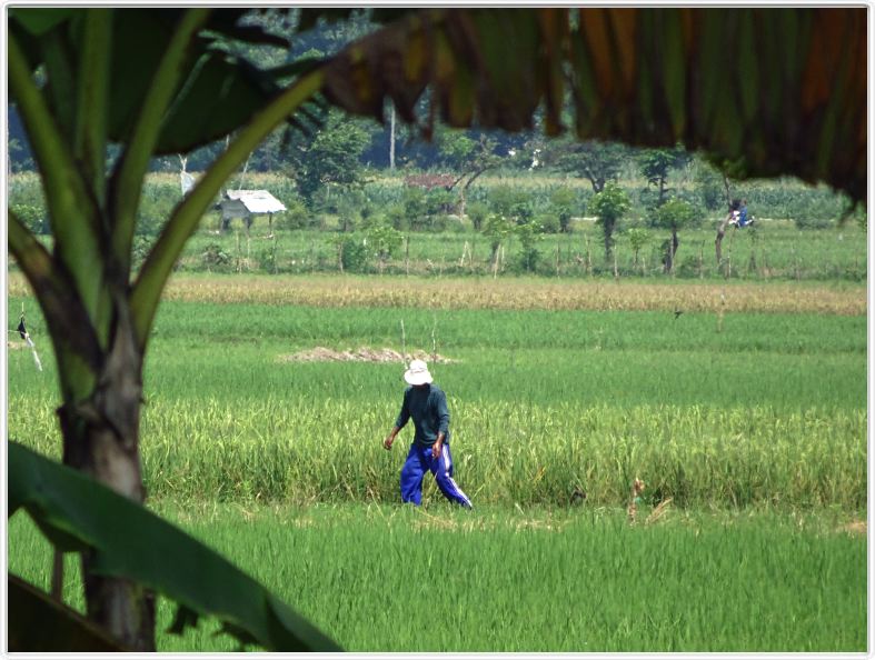 Nous partons pour Banyuwangi, vers le volcan Ijen.