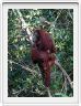 Nous repartons en excursion à la découverte des singes de Borneo.