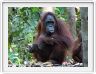 Nous repartons en excursion à la découverte des singes de Borneo.